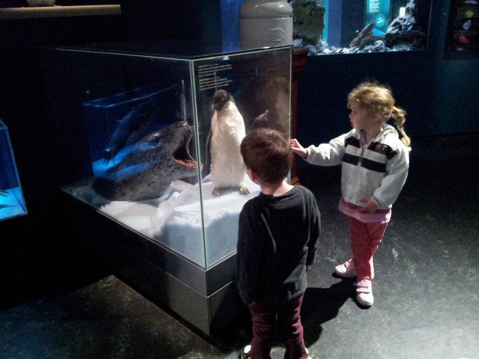 Australian Museum Penguin