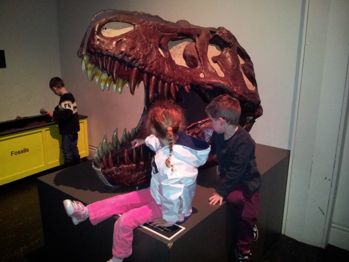 Australian Museum Dinosaur