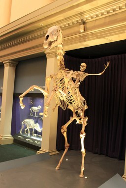 Australian Museum Skeleton
