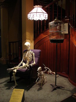 Australian Museum Skeletons