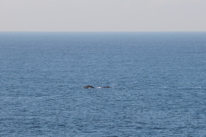 Cape Solander Whales