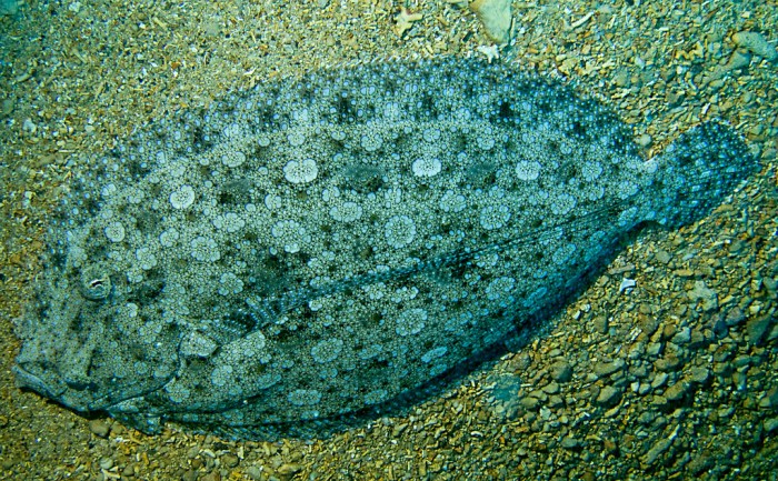 Peacock flounder