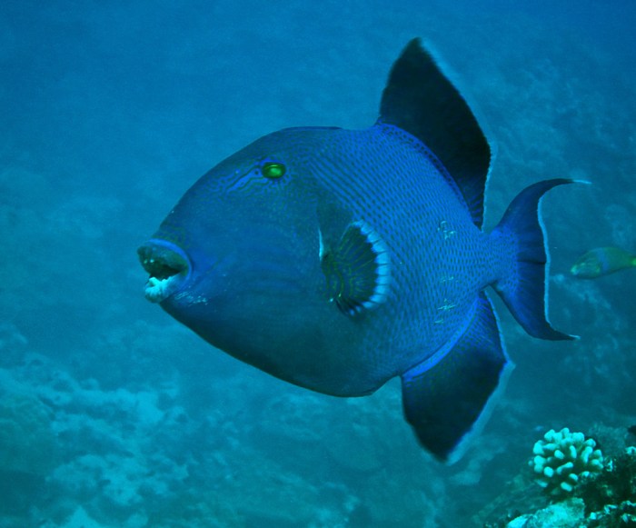Blue Triggerfish