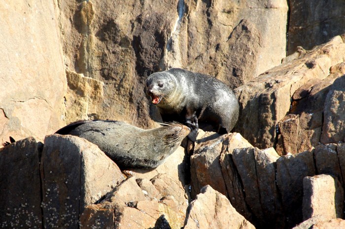 Seals Port Stephens