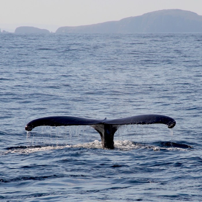 Tails, glorious tails!