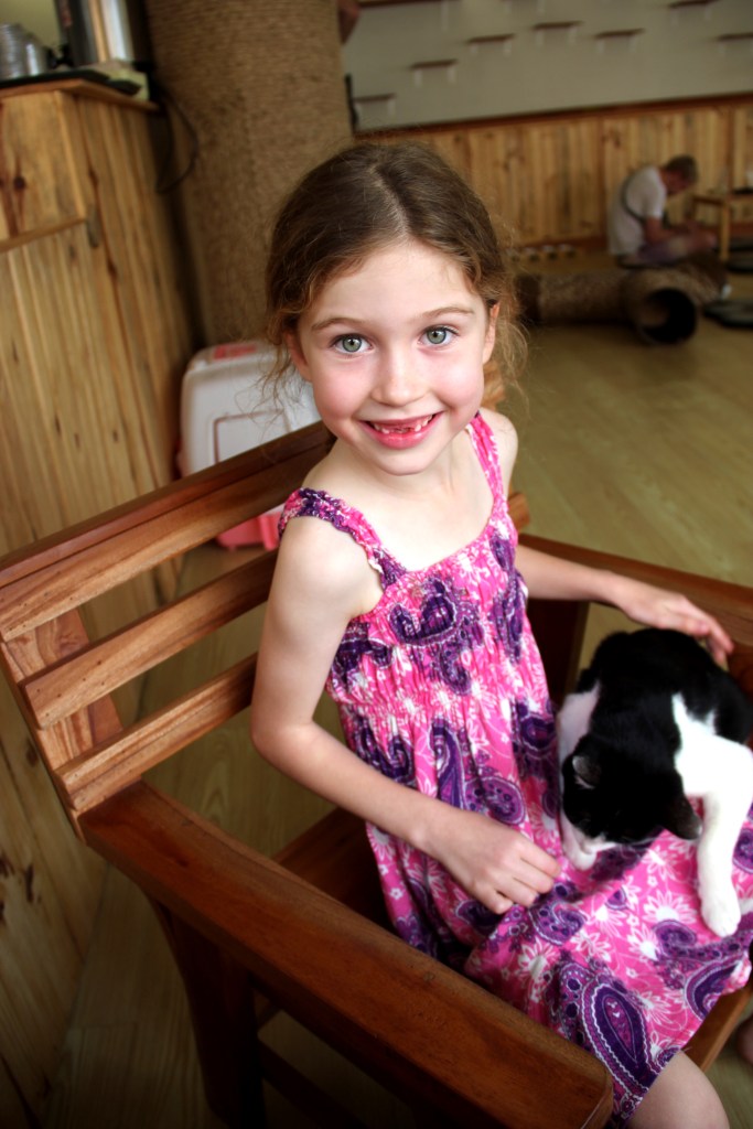 Cat n a cup Chiang rai